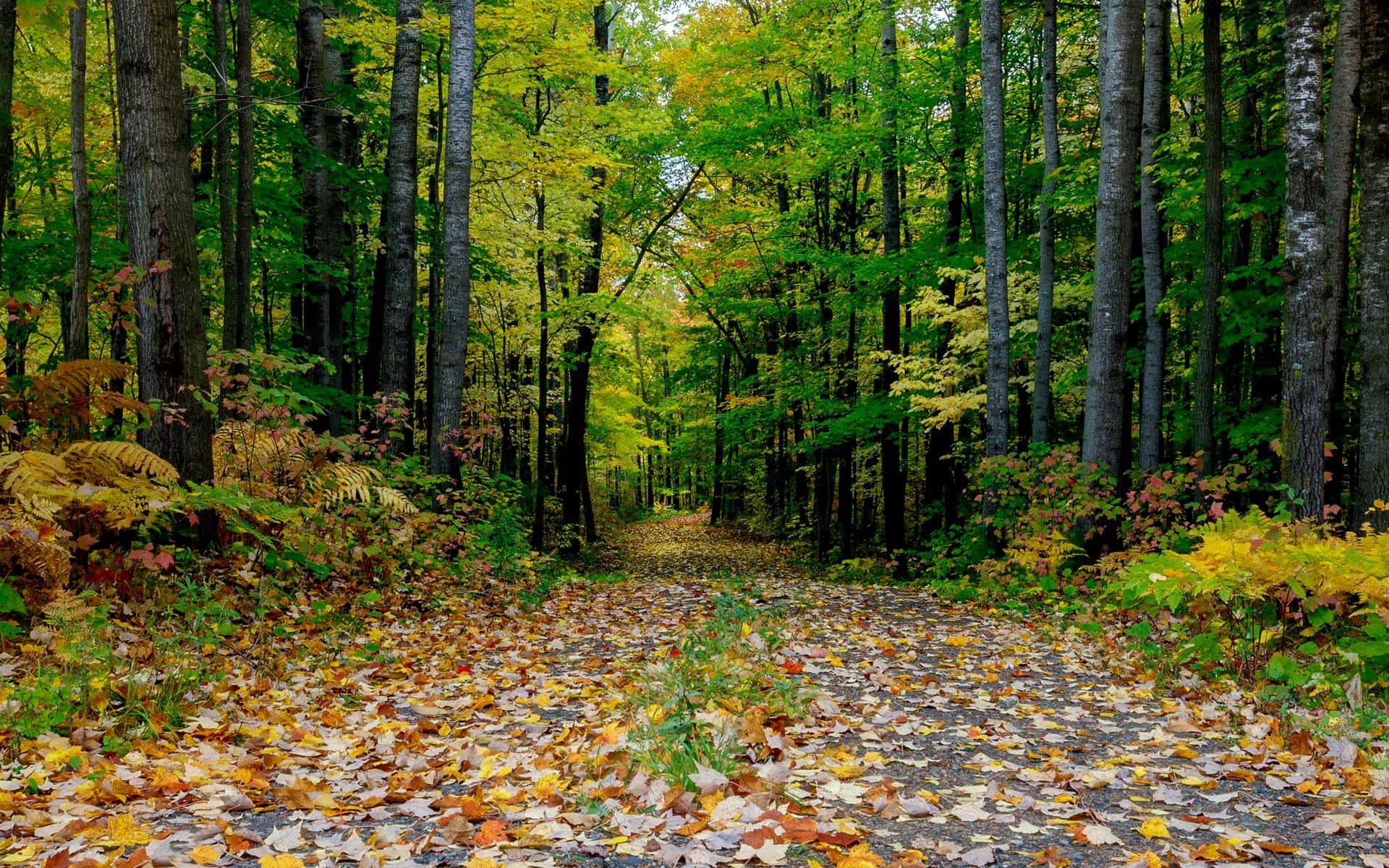 Sugar maple and birch trees in peak fall color lining a county road through the Wisconsin Northwoods near Rhinelander