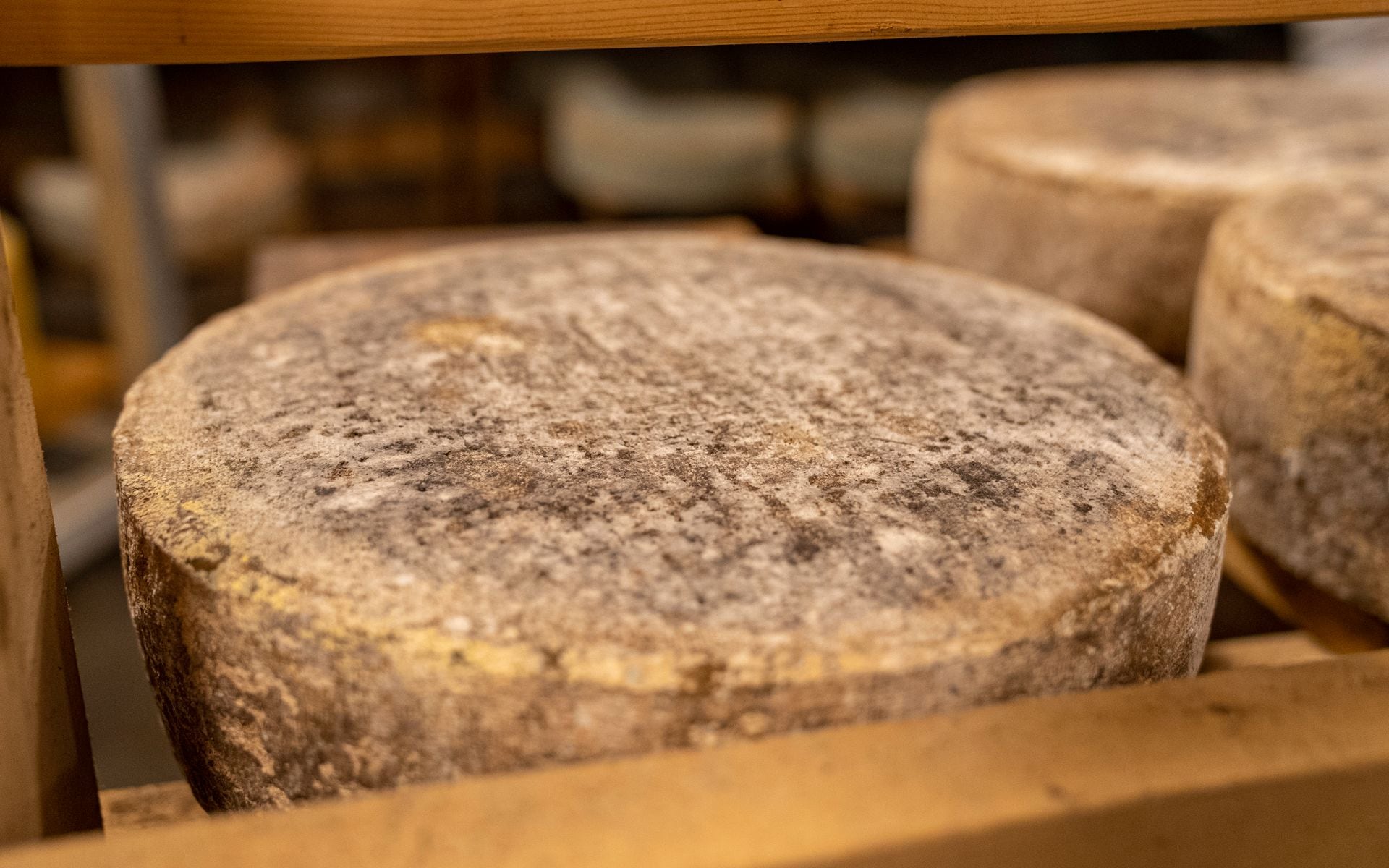 Aged Wisconsin cheddar wheels stacked on wooden aging boards inside a traditional Wisconsin creamery cellar