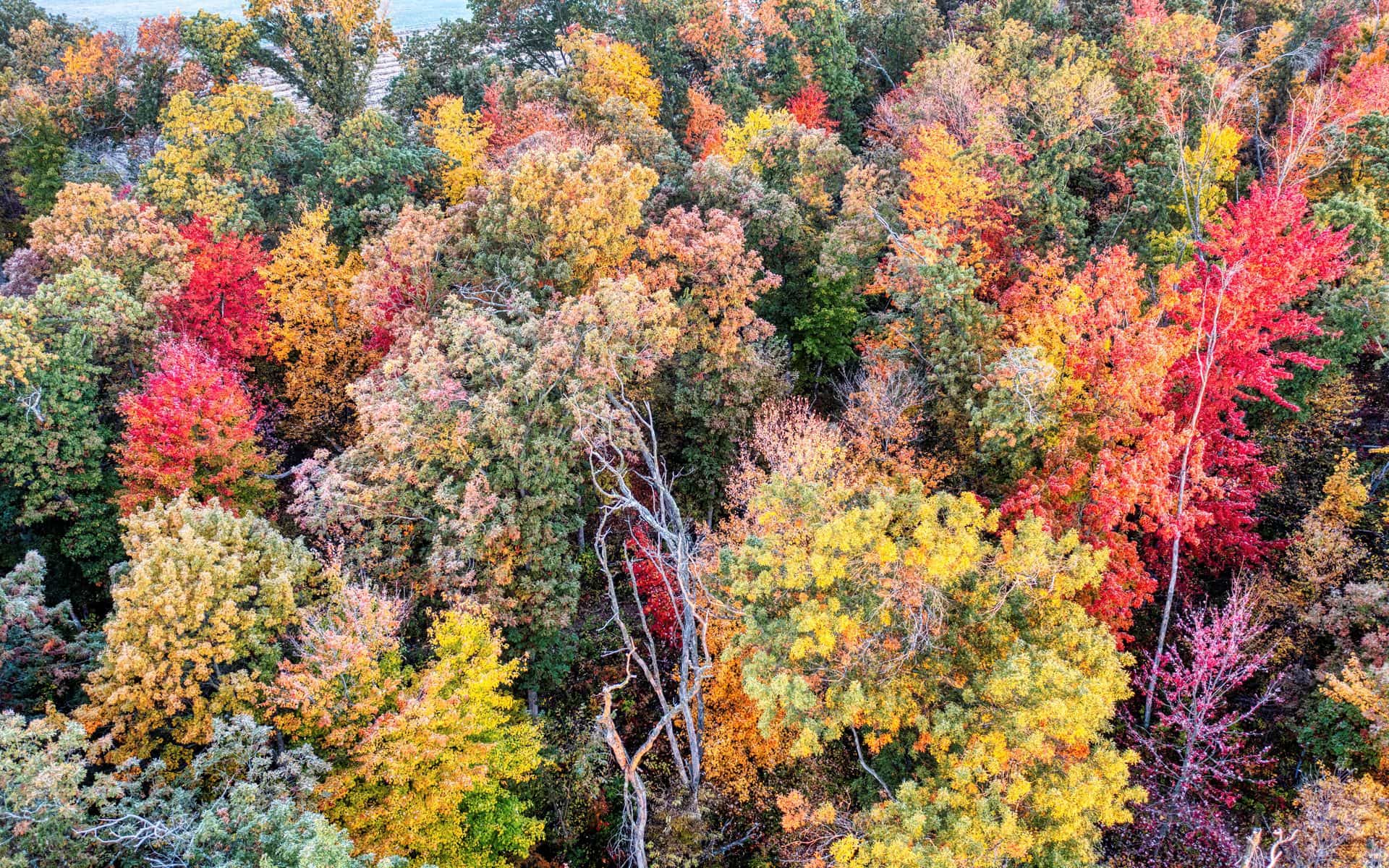 Fall Color in Wisconsin